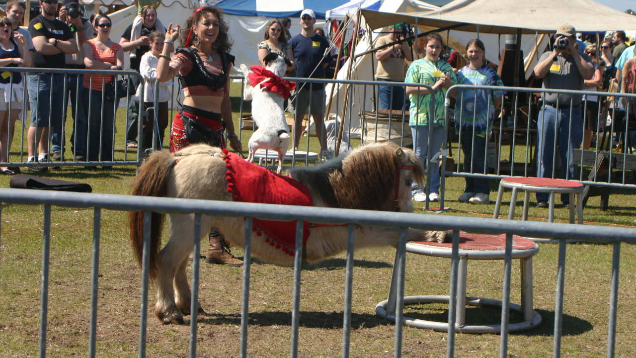 renaissance fair animal rides image