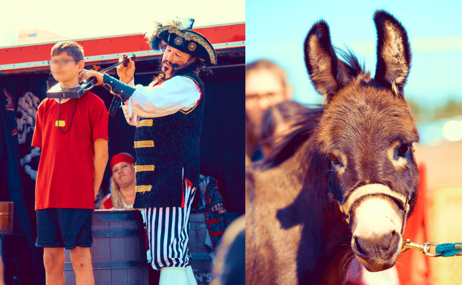 Ren faire fun and donkey image
